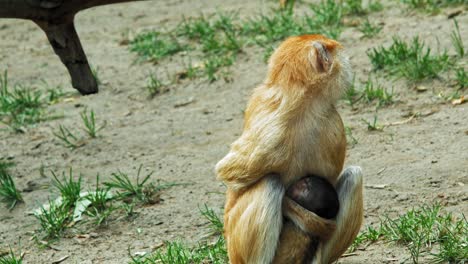 mono patas con bebé sentado mientras mira hacia atrás en el zoológico