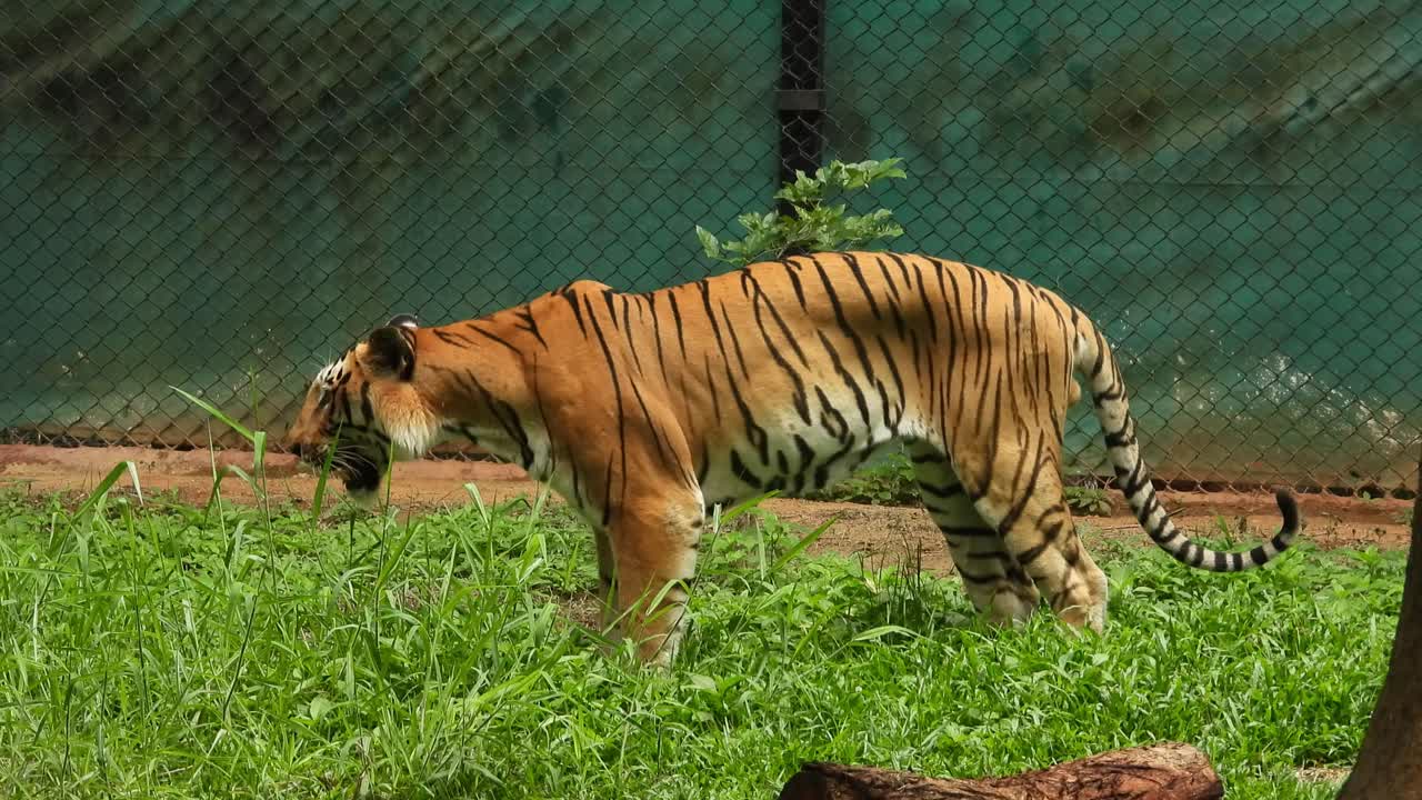 Tiger spiser græs i en park