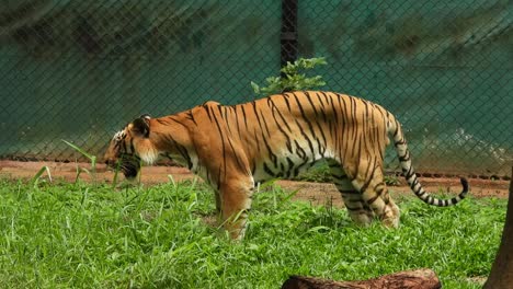 tiger eating grass in a park