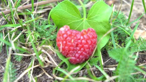 A-natural-raspberry-on-the-ground,-focus-pull-detail-shot