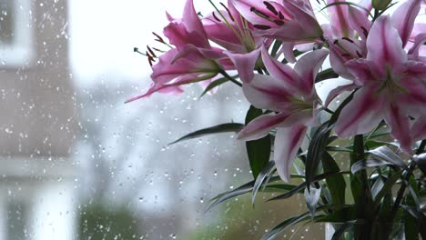 mid shot of bright pink lily bunch with rain in the background