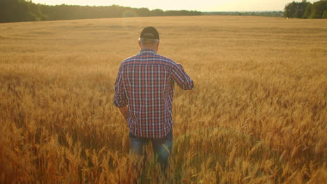 view from the back an elderly male farmer in a field of wheat looks into the sunset. farmer in the field of rye view from behind