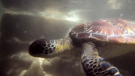 tortuga marina nadando en el agua