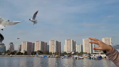 woman feeding seagulls