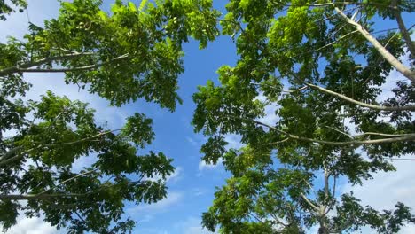 Blick-Von-Unten-Auf-üppiges-Grünes-Laub-In-Tropischem-Urlaubsort,-Vorwärts,-Sonnig