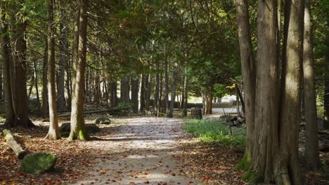 walking through a forest trail with leaves covering the path on a sunny day in milton