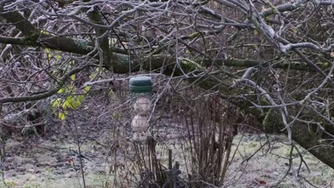 container of bird food dumpling hanging on a tree without leaves