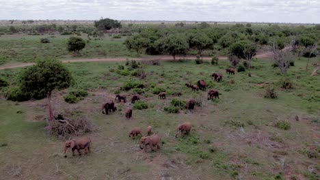 drone stock footage of elephants grazing in tsavo national park in kenya