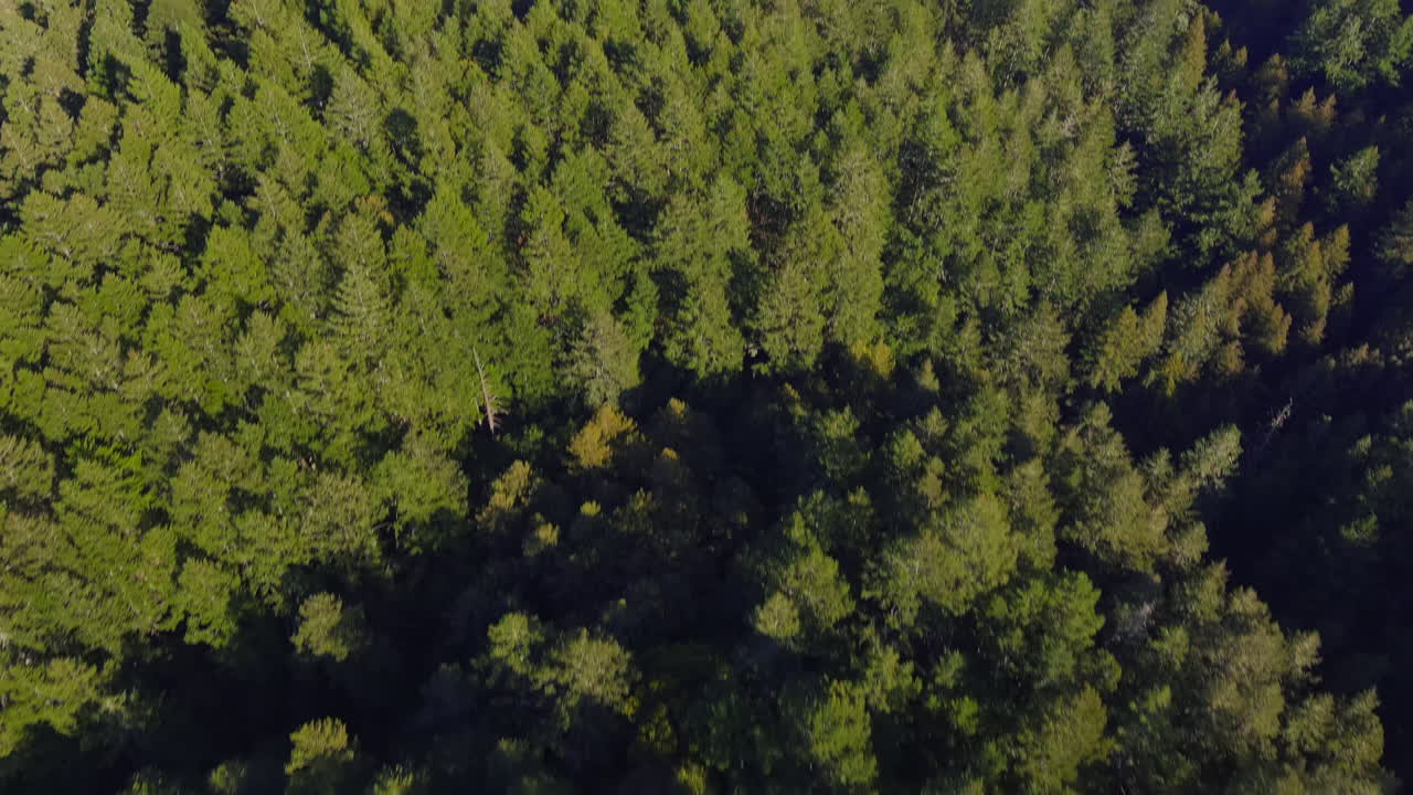 vista aérea hacia abajo de un bosque siempre verde y luego incline hacia arriba para revelar el impresionante paisaje del monte tamalpais