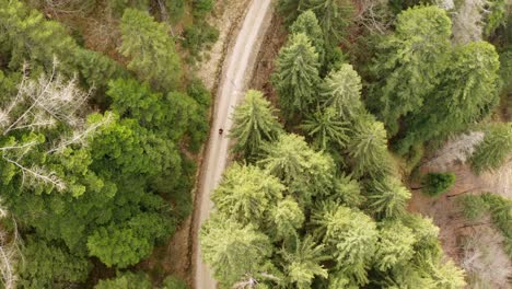 una persona camina por el sendero del bosque