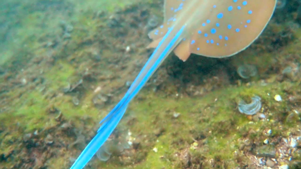 Close up of a Bluespotted ribbontail ray fish eating and swimming in the red sea