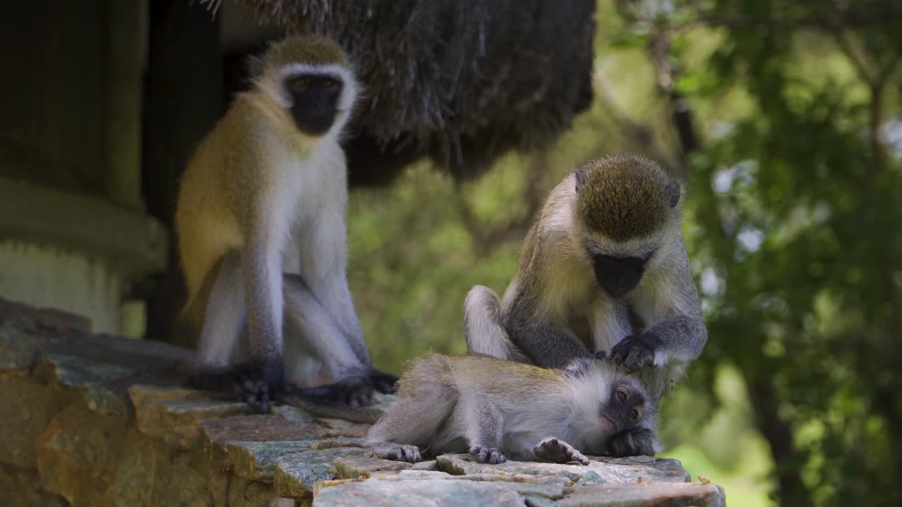 una familia de monos descansando bajo el sol brillante en la cálida sabana