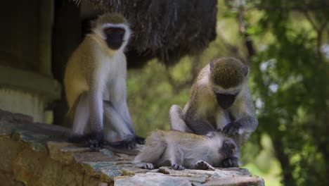 a family of monkeys resting under the bright sun in the hot savannah