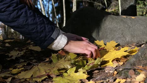 woman picking up pine cones in autumn forest, happiness and gratitude close up