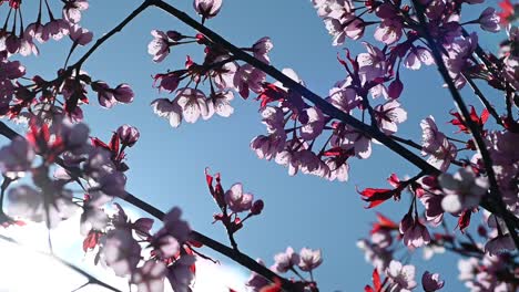 slow motion of cherry tree blossoms