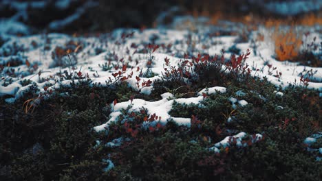 a thin layer of snow blankets colorful autumn tundra plants, with patches of green, red, and orange visible beneath