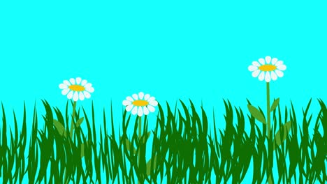 cartoon animation of plants and flowers, blue screen chroma key, flat design
