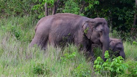 a mother and her calf walking in the bush in khao yai national park in thailand - medium shot, slow motion