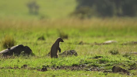 Toma-En-Cámara-Lenta-De-Mangosta-Con-Vistas-A-La-Sabana-Africana,-Curiosa-Fauna-Africana-En-La-Reserva-Nacional-De-Masai-Mara,-Kenia,-Animales-De-Safari-Africanos-En-La-Conservación-Del-Norte-De-Masai-Mara