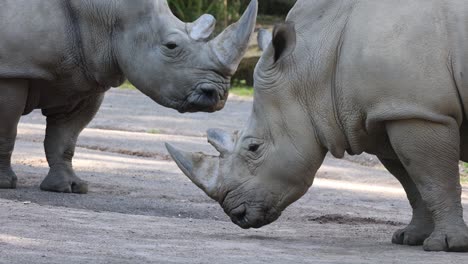 Primer-Plano-De-Dos-Rinocerontes-En-El-Zoológico