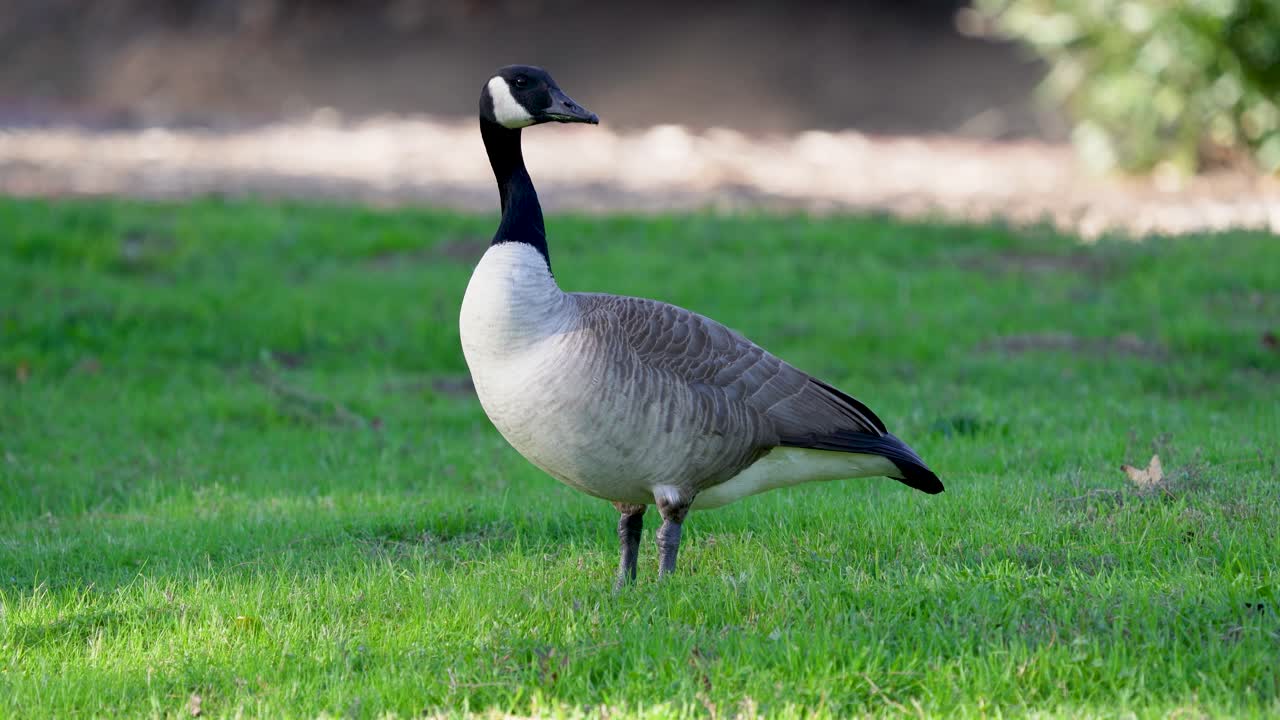 Un Canada Goose pascola sull'erba al Castaic Lake, California