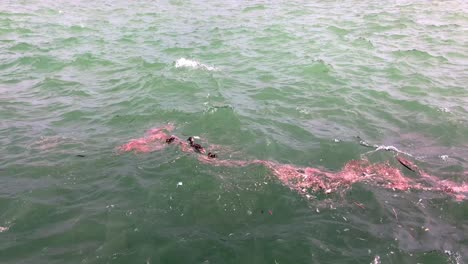 mother duck swimming with ducklings in choppy water with garbage around