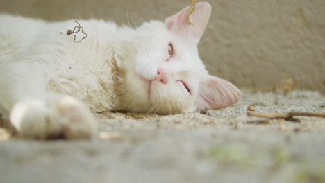 Close-Up-of-a-White-Cat-Laying-In-The-Shadow