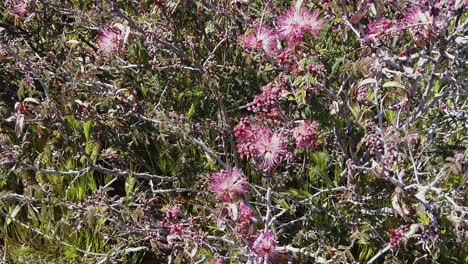 Tilt-up-on-desert-Fairy-Dusters-on-a-hillside-in-the-McDowell-Sonoran-Conservatory,-Scottsdale,-Arizona