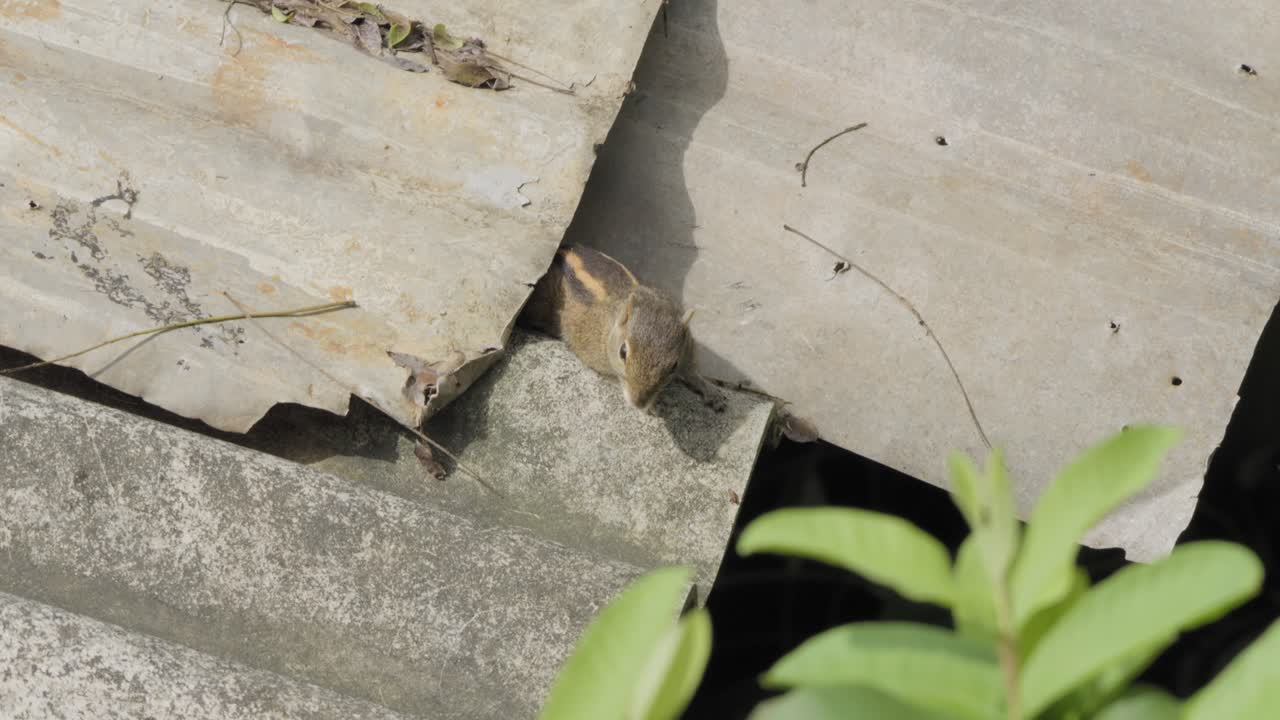 Vista ravvicinata di uno scoiattolo striato che sbircia da sotto le lamiere ondulate del tetto in Sri Lanka, catturando un curioso animale selvatico in un ambiente residenziale tropicale con luce naturale e fogliame.