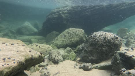 marine life and rocks in shallow seawater