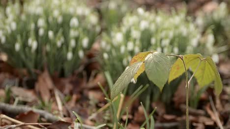 Schneeglöckchen-Blühen-Im-Garten