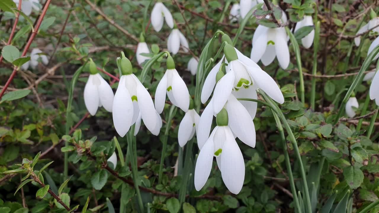 Snowdrop (galanthus elwesii) 'Mrs MacNamara'