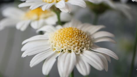 closeup of a white daisy