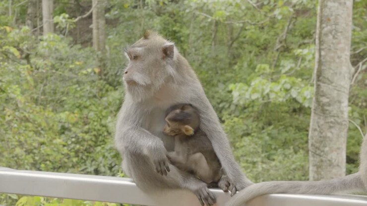 Video cinematografico ravvicinato che mostra un tenero momento tra una madre e un cucciolo di macaco sulla ringhiera della foresta nella Foresta delle scimmie di Ubud, Bali. La delicata interazione mette in evidenza il legame, la cura e il comportamento tranquillo della fauna selvatica