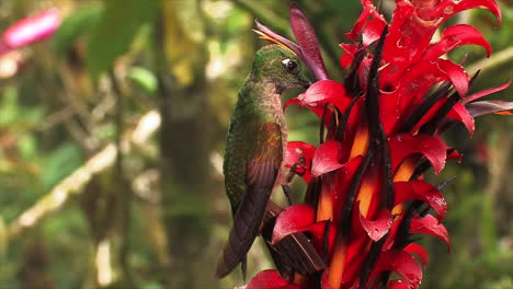 un primerísimo plano de un colibrí aferrado a la vegetación tropical de la selva tropical australiana