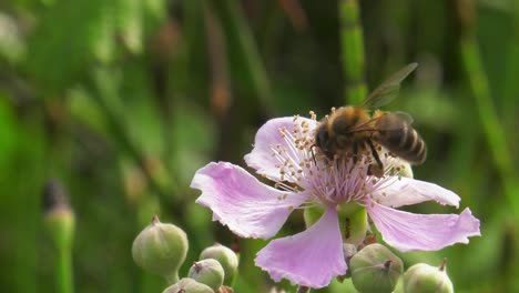 Honey-bee-on-pink-flower-of-blackberry-bush,-collecting-nectar-and-pollinating,-macro-slow-motion