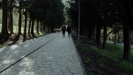 couple walking through park trees on concrete road, sunlight flares through green trees, tilting up shot