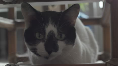 closeup indoor shot of a black and white cat staring at camera sitting under a chair with blurred background in home