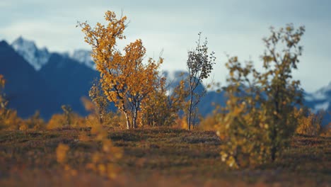 Birch-tree-covered-in-golden-yellow-in-the-autumn-tundra-landscape