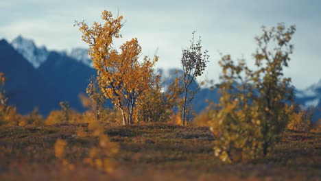 Abedul-Cubierto-De-Amarillo-Dorado-En-El-Paisaje-De-Tundra-Otoñal