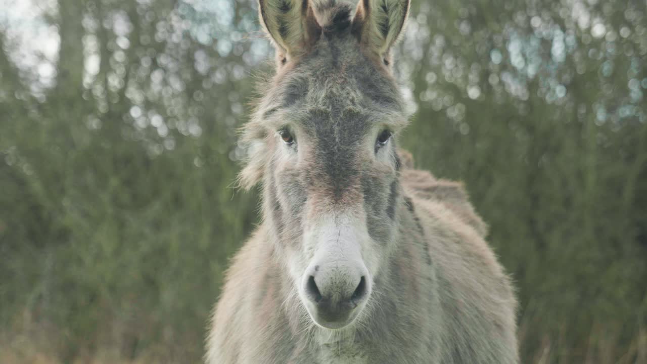 4K Cinematic slow motion footage of a donkey in a field eating grass on a sunny day.
