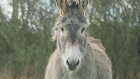 4k cinematic slow motion footage of a donkey in a field eating grass on a sunny day.