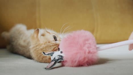 the owner plays with a pet - a cute red kitten