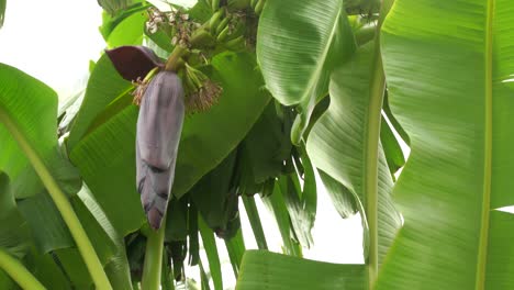 bunch of banana, banana tree background