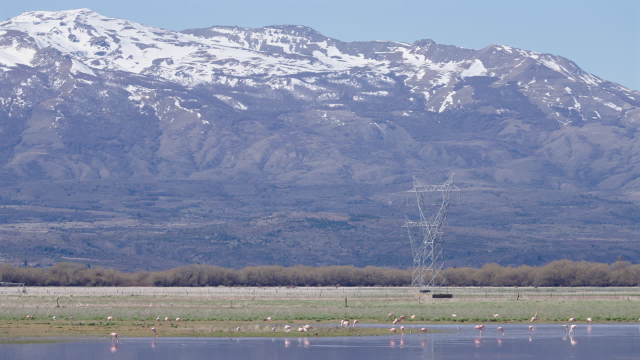 Static snowy mountains clip with pink flamingos in the water, foreground, birds flying in the air, energy lines and green meadows, copy space