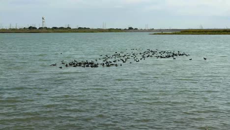 Große-Gruppe-Amerikanischer-Blässhühner-Am-North-Lake-In-Coppell,-Texas