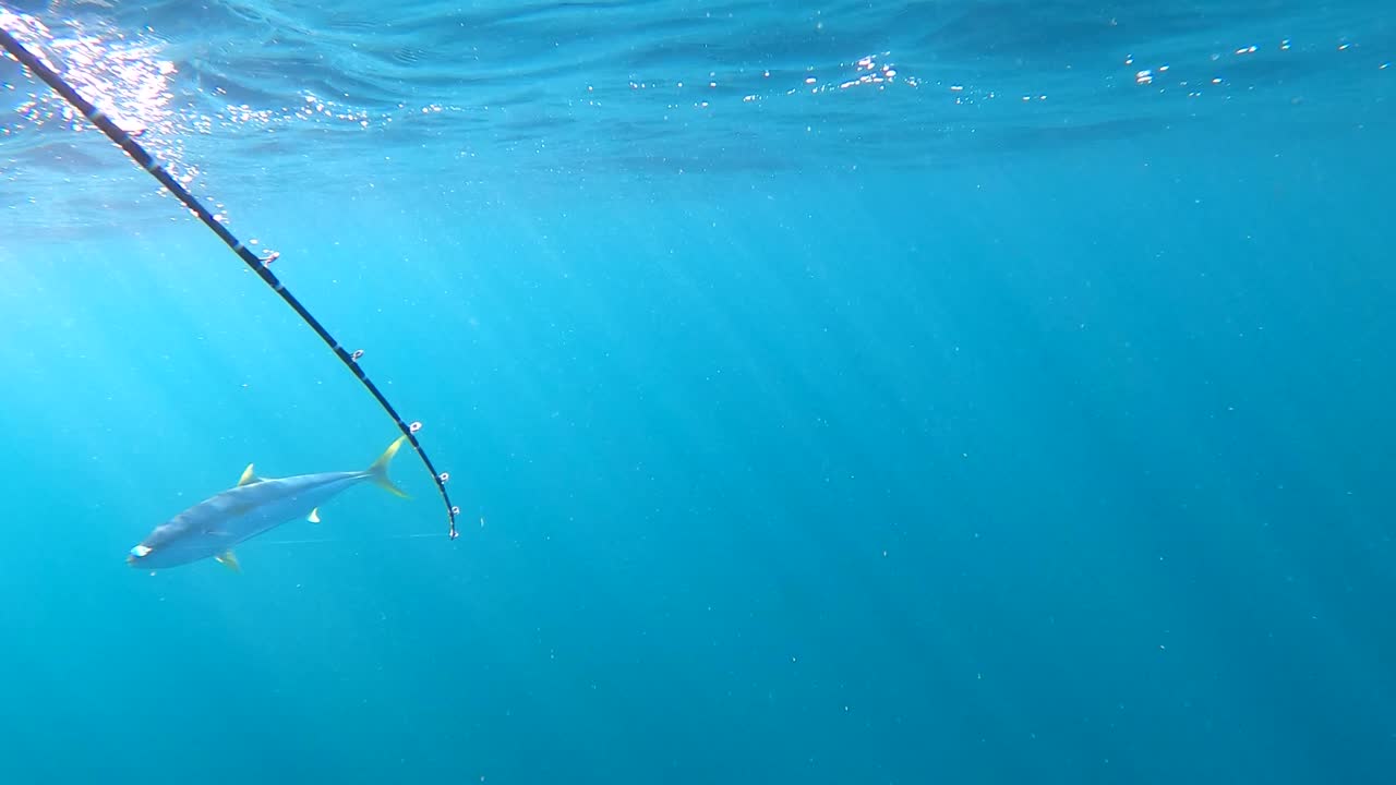 방어 물고기와 싸우는 막대의 수중 풍경, 광선으로 넓은 바다