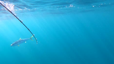 Underwater-view-of-rod-fighting-with-yellowtail-fish,-open-ocean-with-light-rays