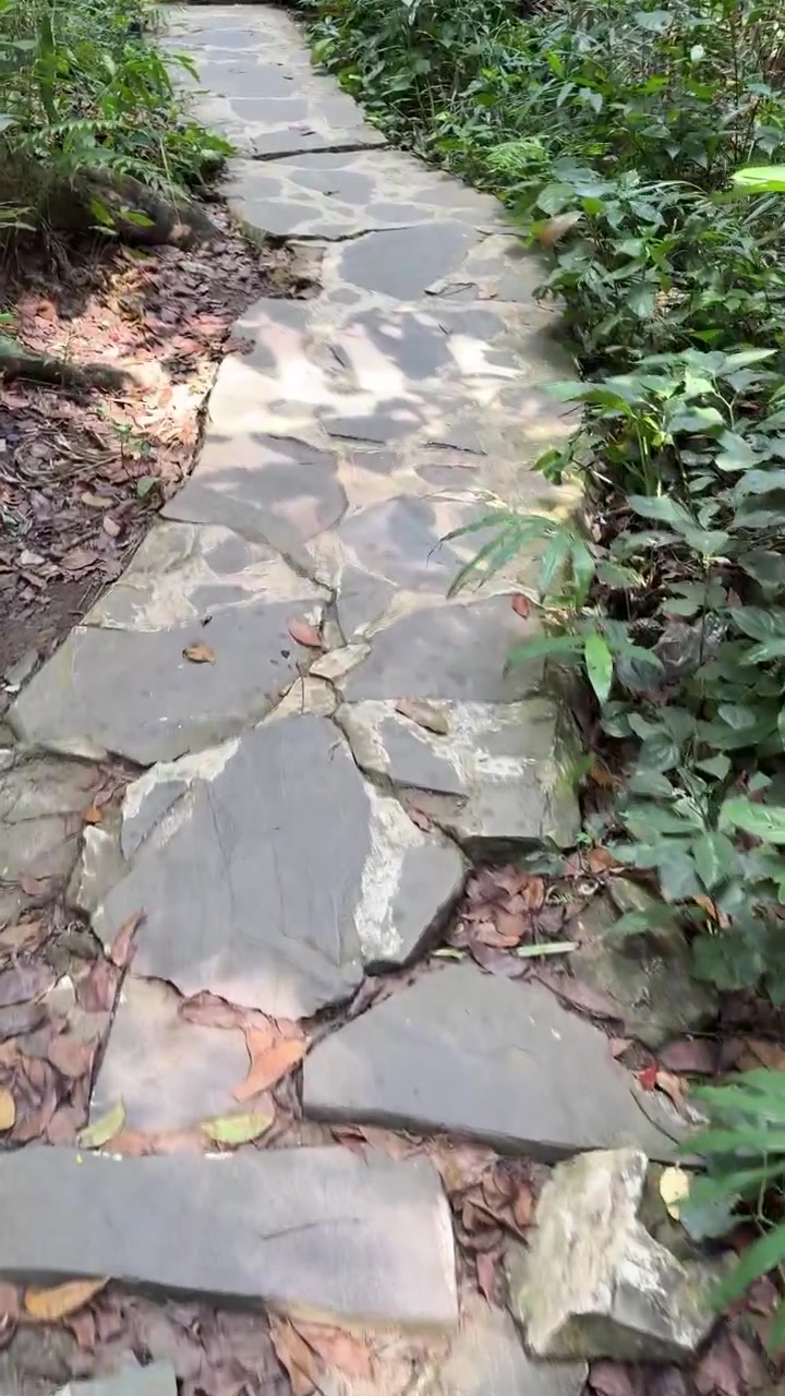 Walking Along a Stone Path in a Lush Forest