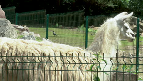 Llama-De-Pelo-Blanco-Detrás-De-La-Cerca-De-Alambre-Verde-En-El-Zoológico-Girando-La-Cabeza